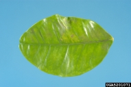 5201071
