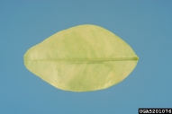 5201076