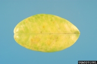 5201081