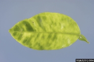 5201084