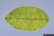 5201090