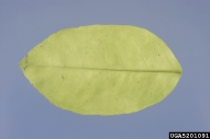 5201091