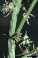5204056