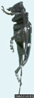 5204085