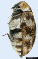 5204087