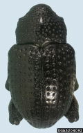 5204092