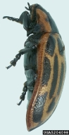 5204098
