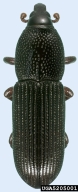 5205001