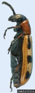 5205004