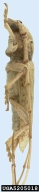5205018