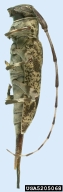 5205068