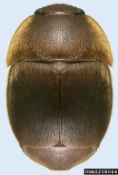 5208064