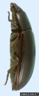 5208067