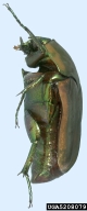 5208079