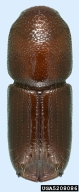 5208086
