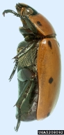 5208092