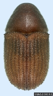 5208093