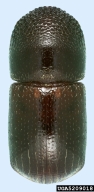 5209018