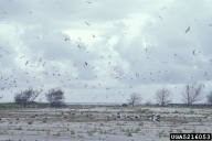 5216053