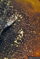 5222058