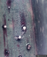 5222065