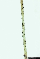 5222089