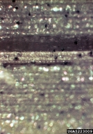 5223009