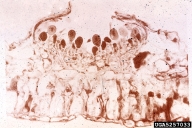 5257033