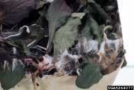 5264077