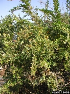 5272059