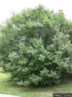 5272066