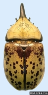 5284056