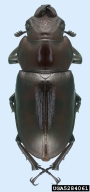 5284061