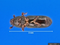 5288010