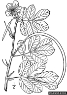 5306091