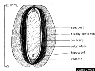 5307036