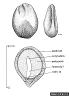 5309003