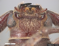 5317056