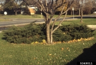 5349011