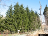 5349017