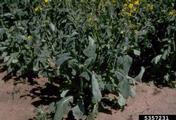 5357231