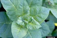 5359676