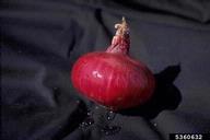 5360632