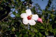 5360955