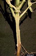 5361417