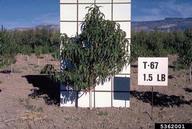 5362001