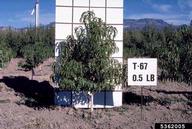 5362005