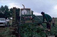 5362202