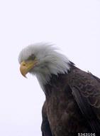 5363106