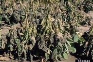 5363648